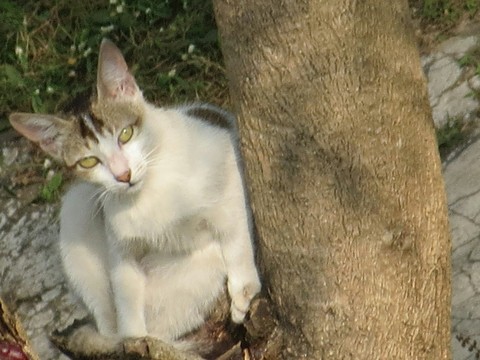 The cat
