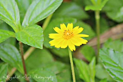 the flower