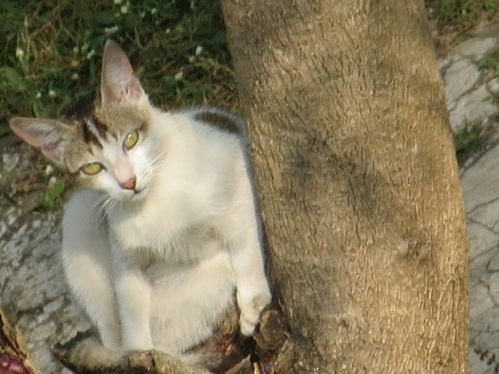 The cat