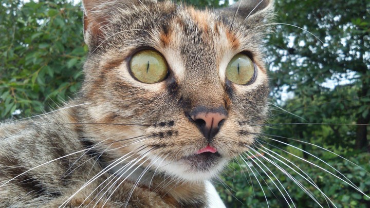 Surprised cat