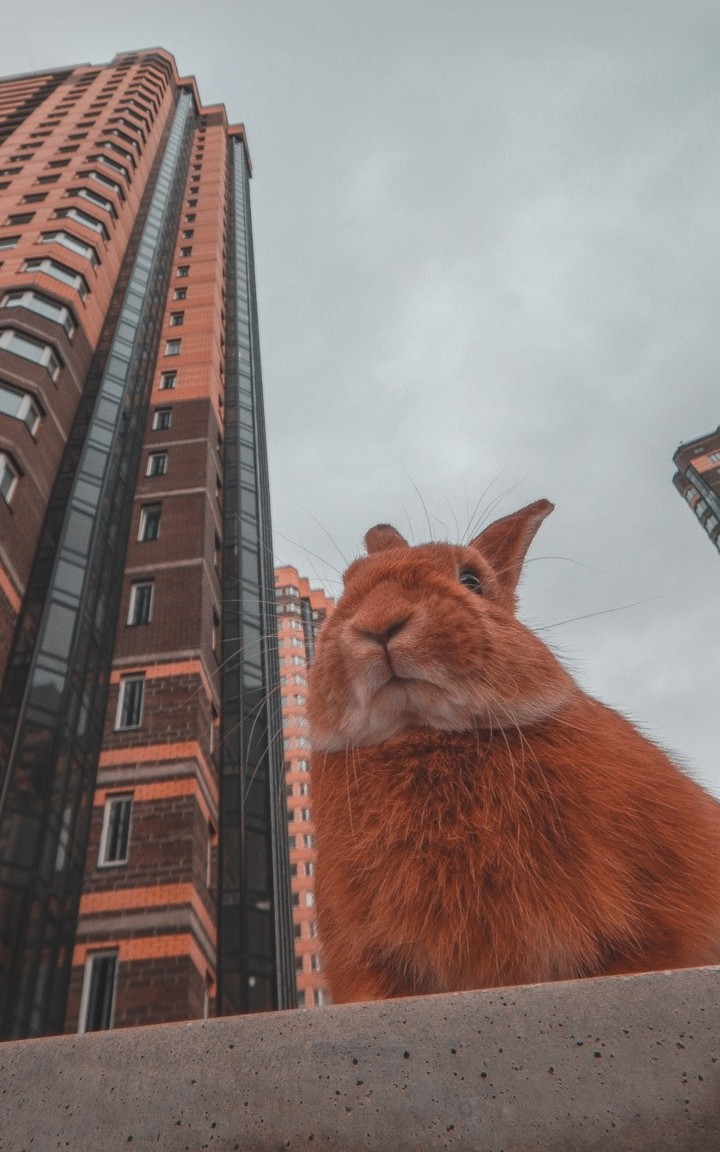 rabbit