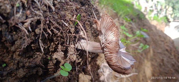 nature