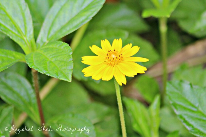 the flower