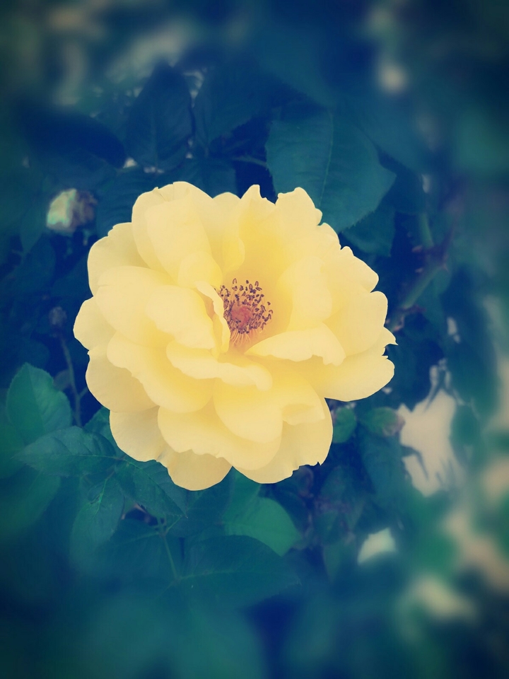 rose