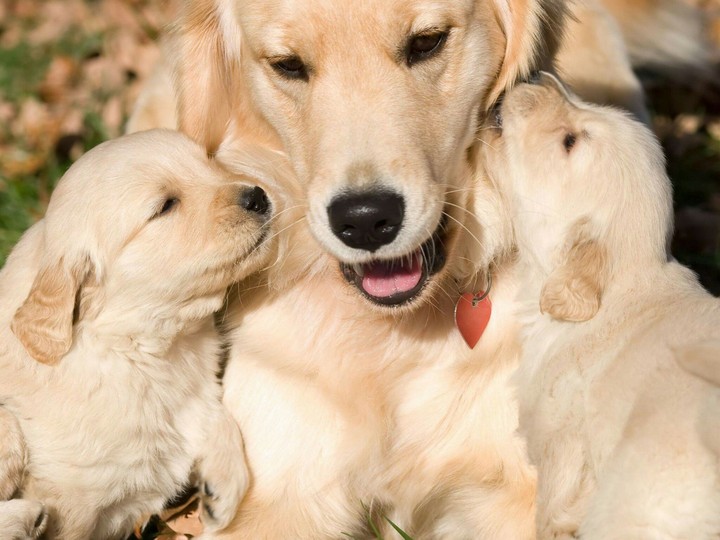 Mother's Love