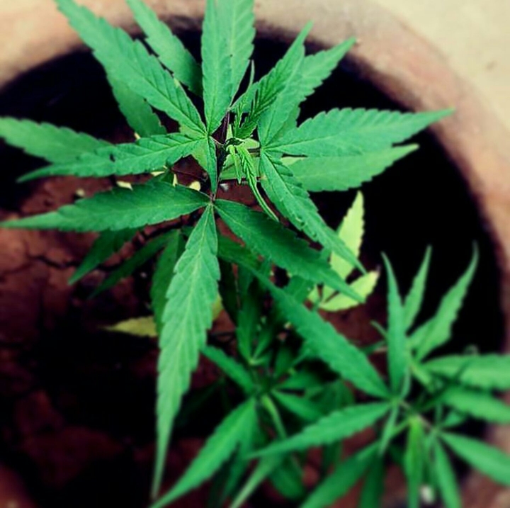 plant? 