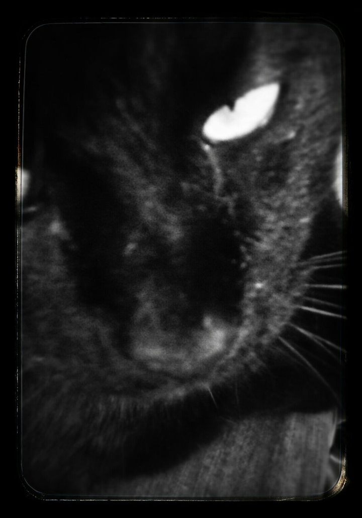 my monster
