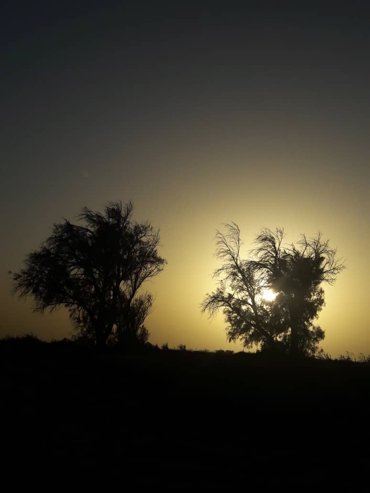 tree