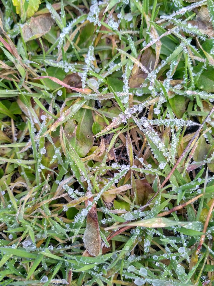 Grass in dew drops