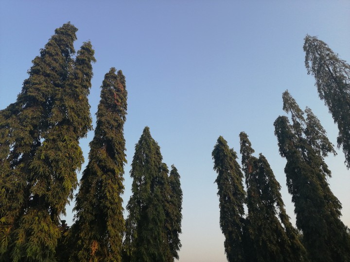 trees