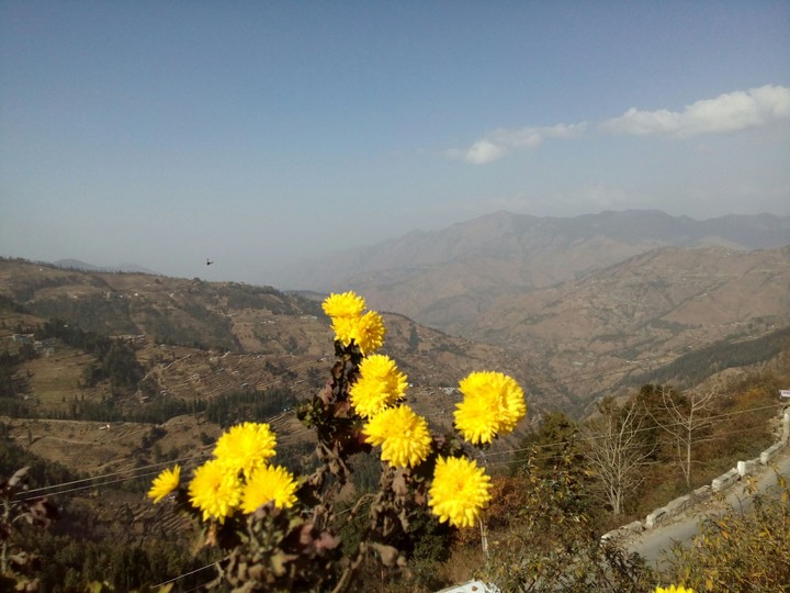 hill and flower