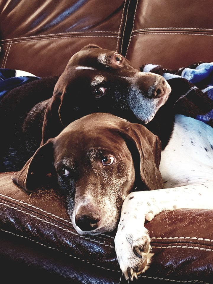 Germanshorthair point