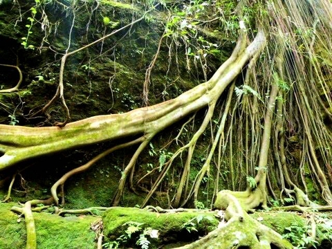 bali tree