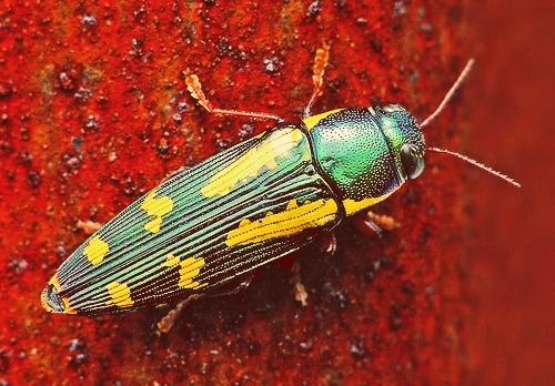 Un insecte magnifique