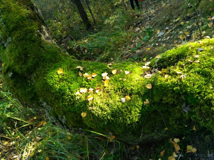 Ранняя осень