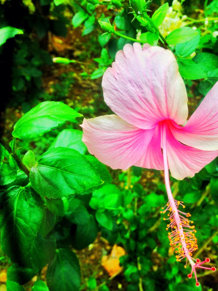 pink hibiscus