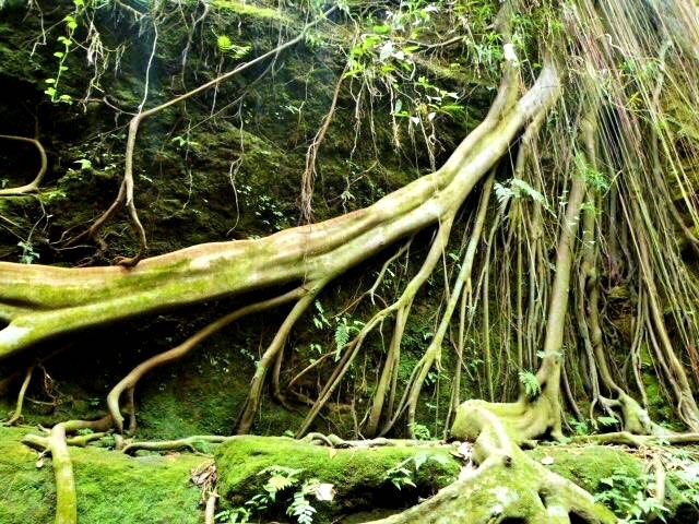 bali tree