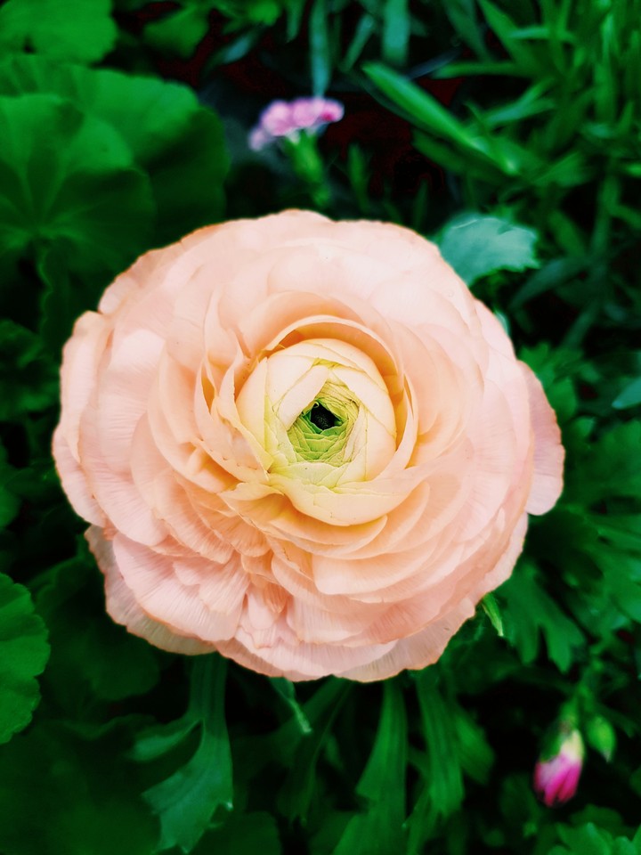 fleurs rose