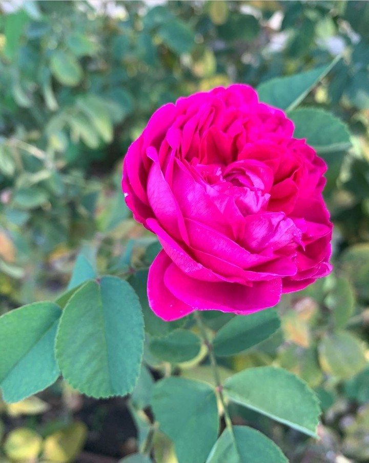 Rose