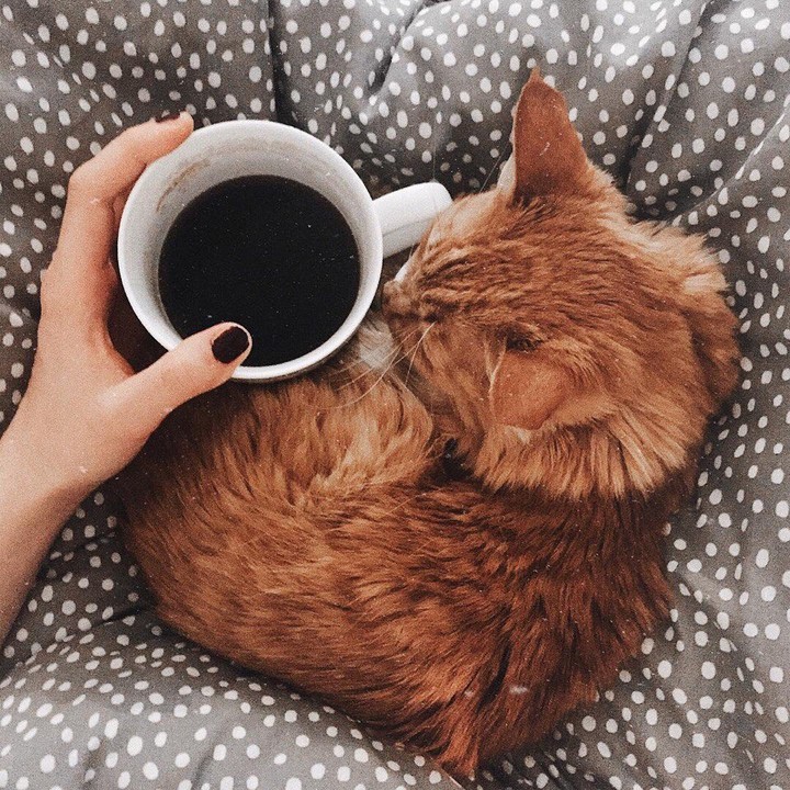cat♥