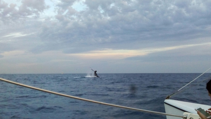 BALLENA EN EL MAR