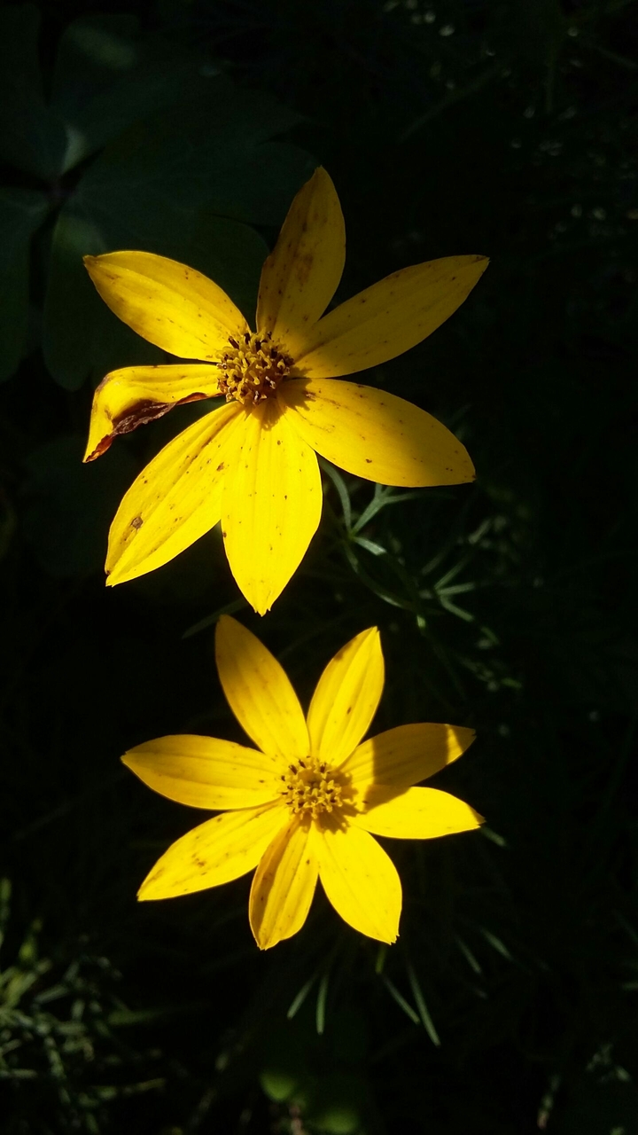 Two yellow flowers