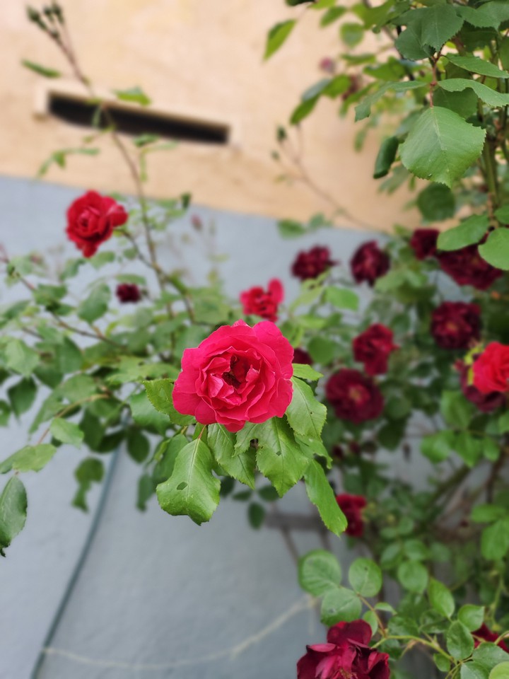 rose