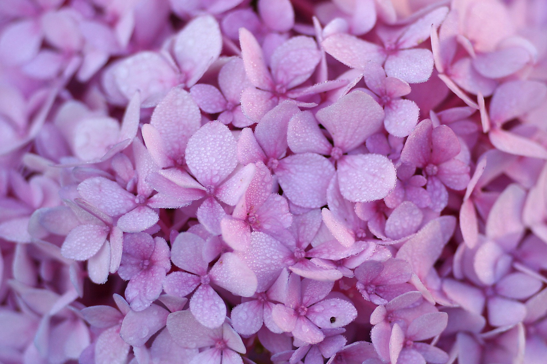 Hydrangea Dew