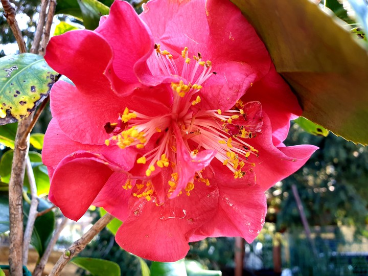 fiori