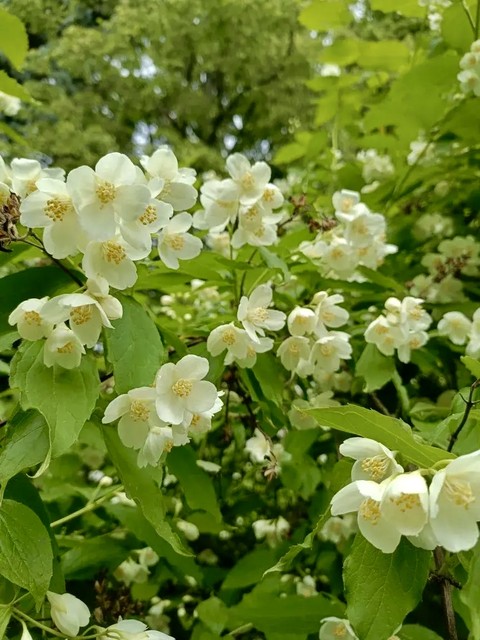 тапети flower, Yellow