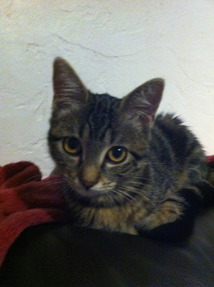 boy friend's cat