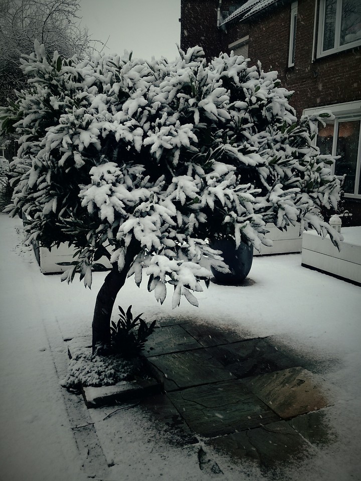 Sneeuwklok