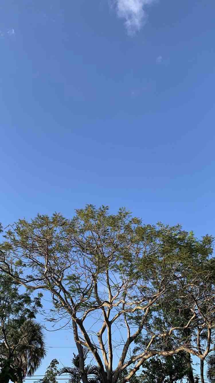 my tree