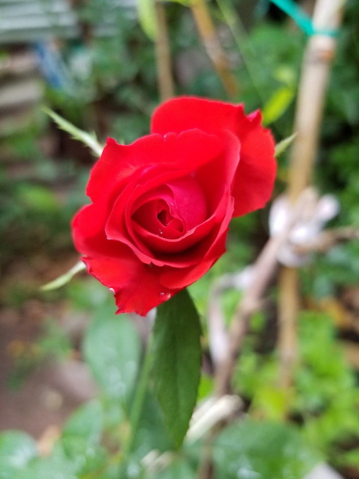 Bella Rosa Roja