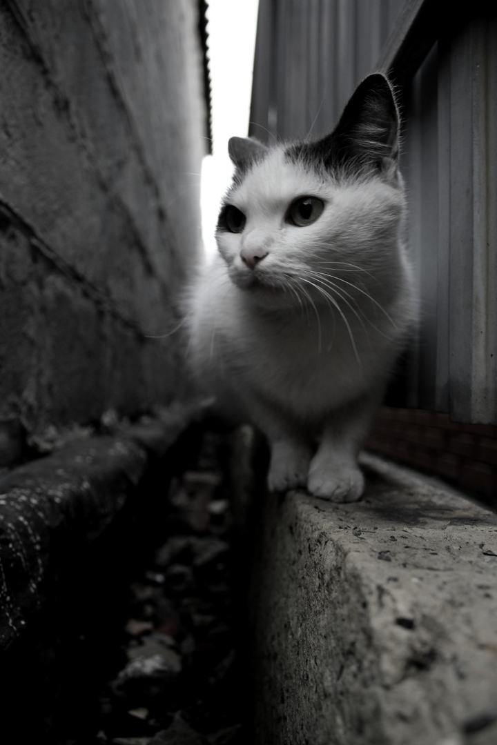 cat