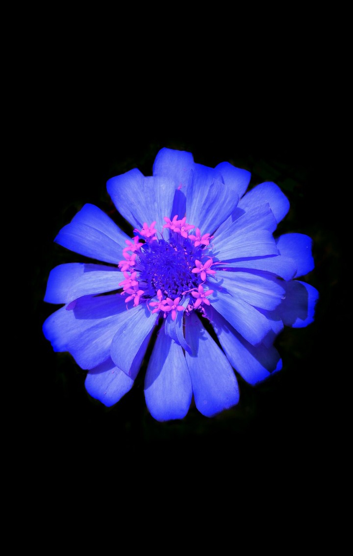 dark flower