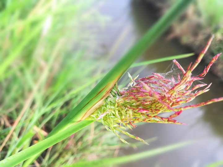 NFT Photography