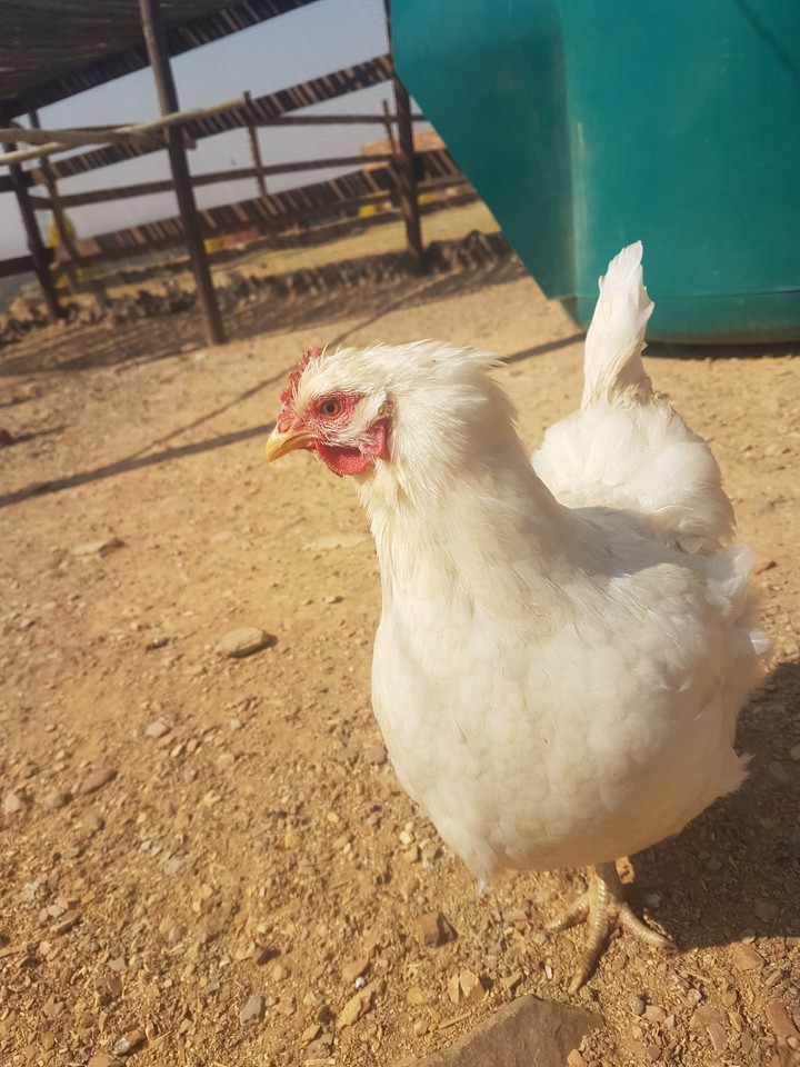 chicken