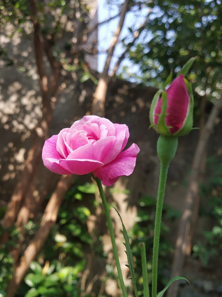 Rose With Baby Rose