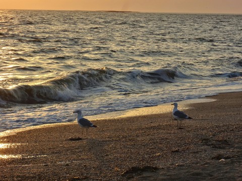 Sea