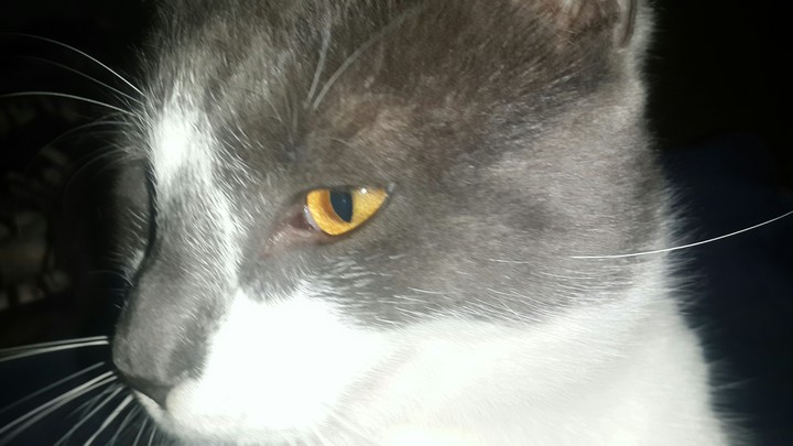 gatto