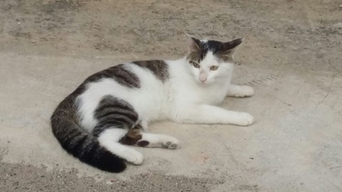 길고양이2