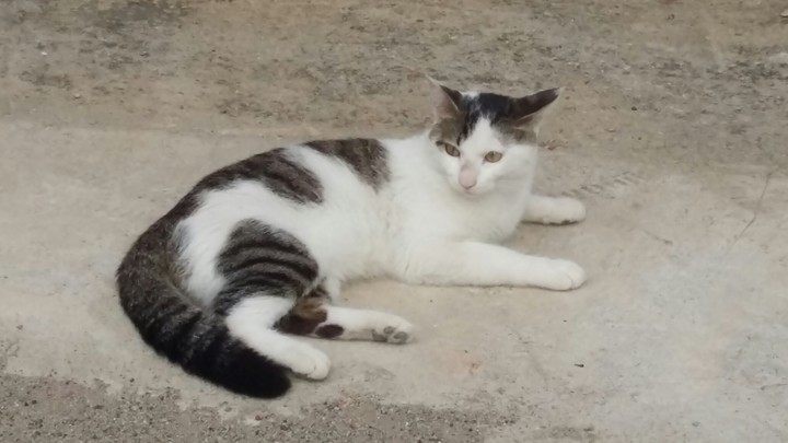 길고양이2