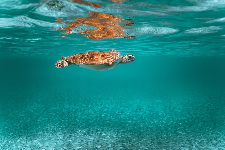 sea turtle