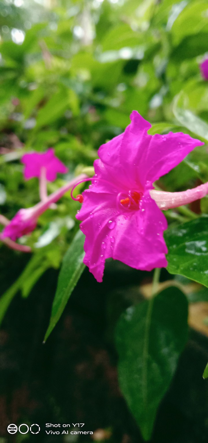 nature beauty