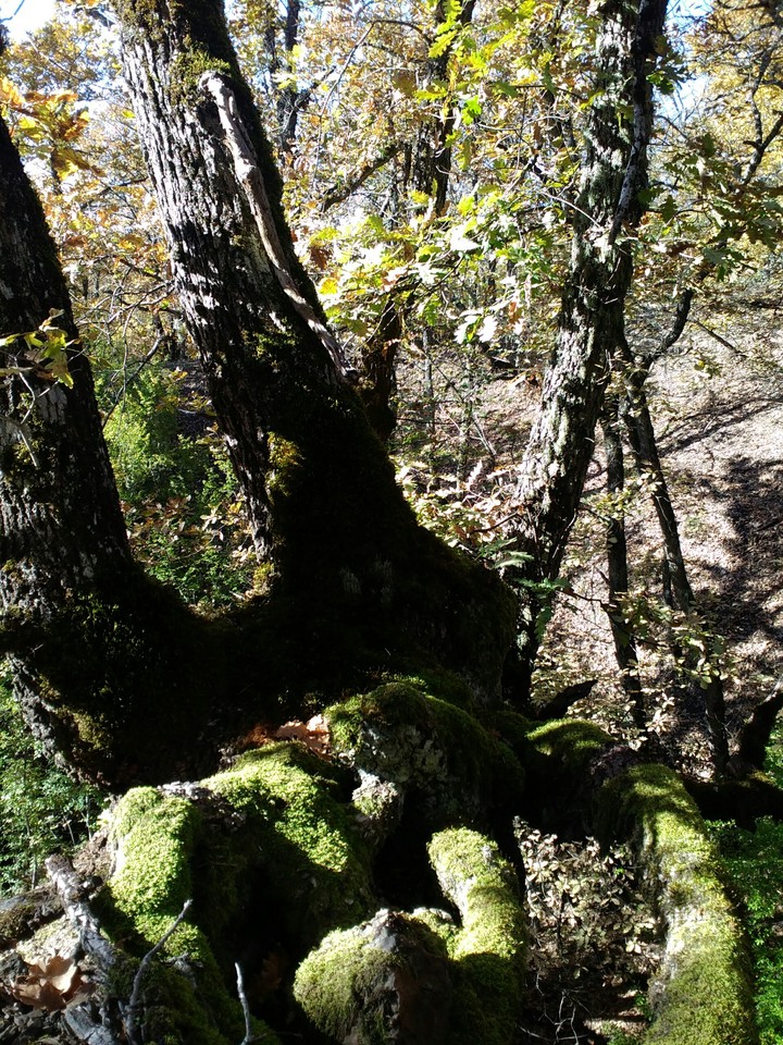 forest