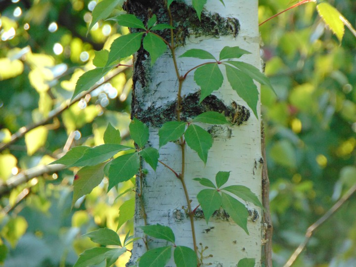 Leaves and trees