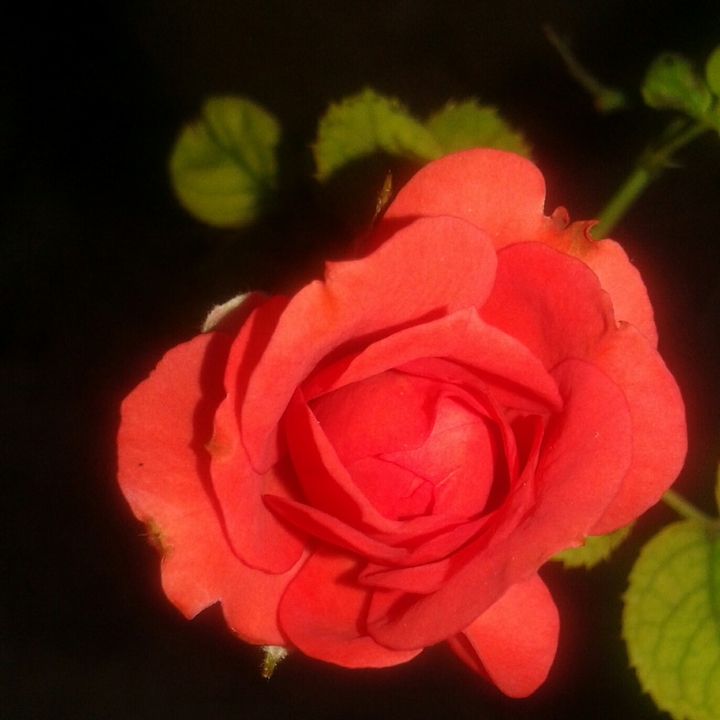 orange rose
