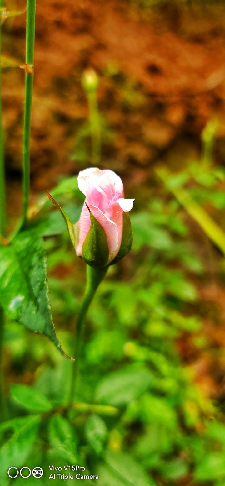 rose