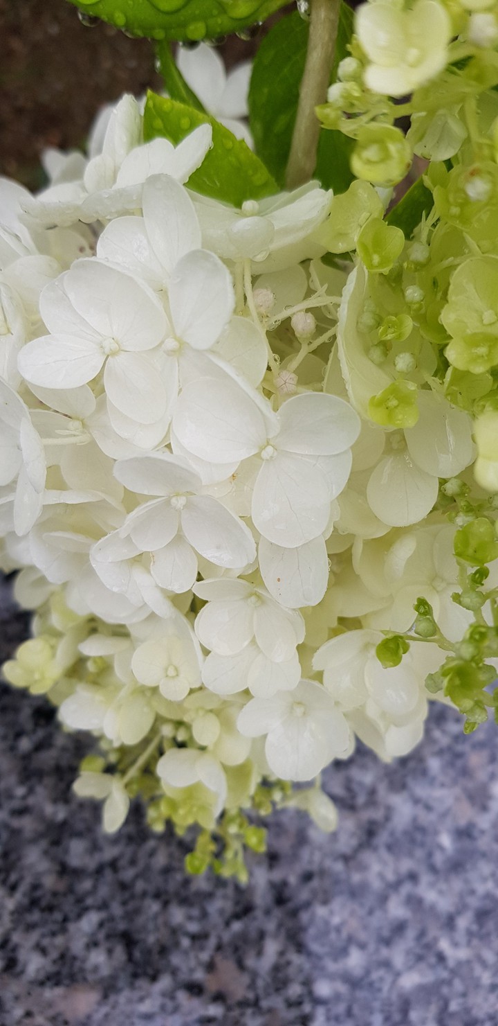 summer rain flower
